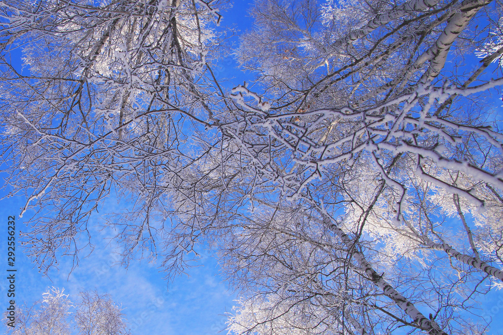 Landscape Winter Forest. Birch covered with snow and hoarfrost on a clear winter day Landscape Winter Forest. Birch covered with snow and hoarfrost on a clear winter day