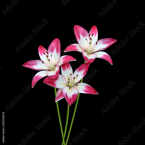 Beautiful colourful lilies isolated on a black background