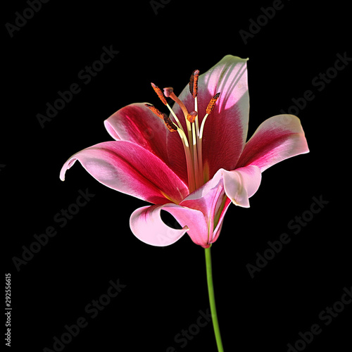 Beautiful motley lily isolated on a black background