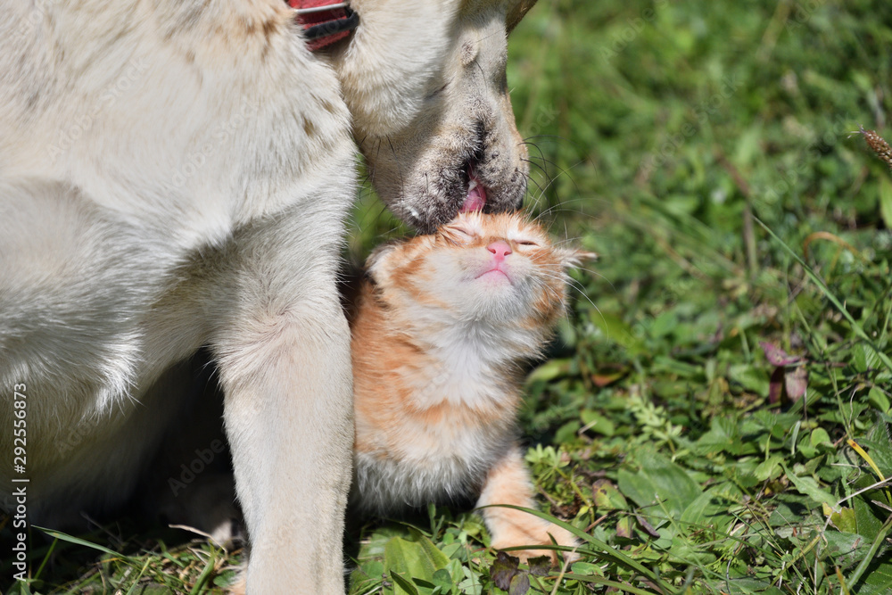 Fototapeta premium A little pussy kisses a big dog like her mother