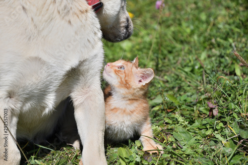 A little pussy kisses a big dog like her mother