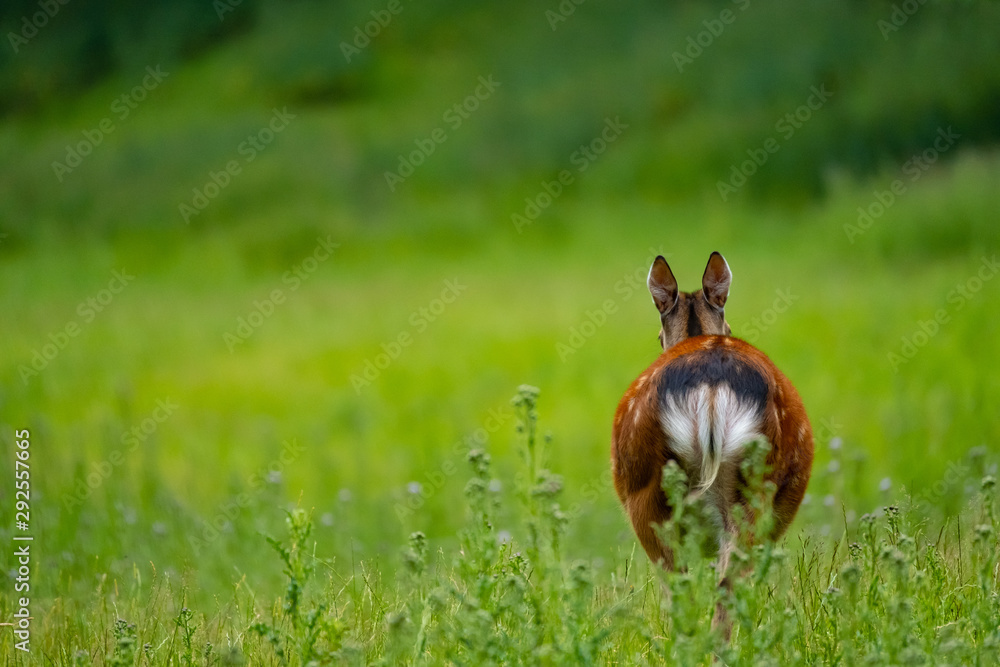 Obraz premium Sikawild (Servus Nippon)