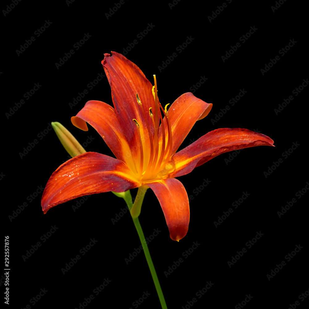 Beautiful orange lily isolated on a black background Beautiful orange lily isolated on a black background