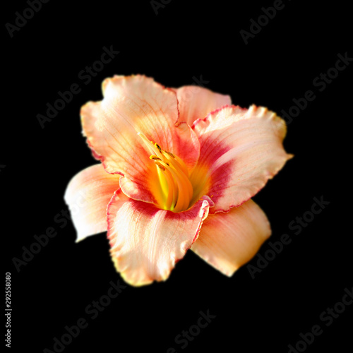 Beautiful orange lily flower isolated on a black background © FloralShot