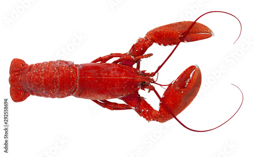 Freshly boiled red lobster isolated on white background. Top view Image.