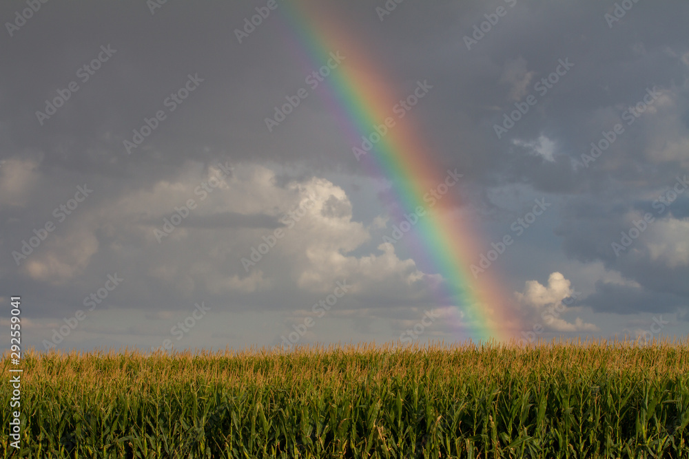 Rainbow shining on a field before the harvest Rainbow shining on a field before the harvest