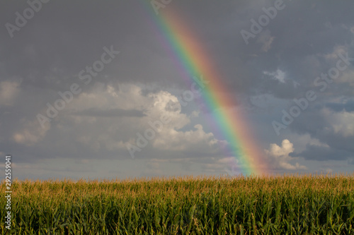 Rainbow shining on a field before the harvest