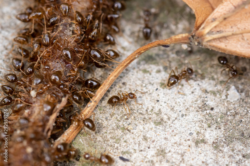 A family of red ants eats the body of an earthworm  fight for survival