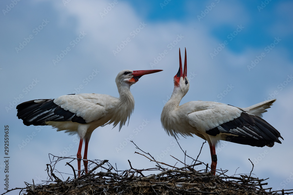 Fototapeta premium Balzende Weißstörche auf ihrem Nest