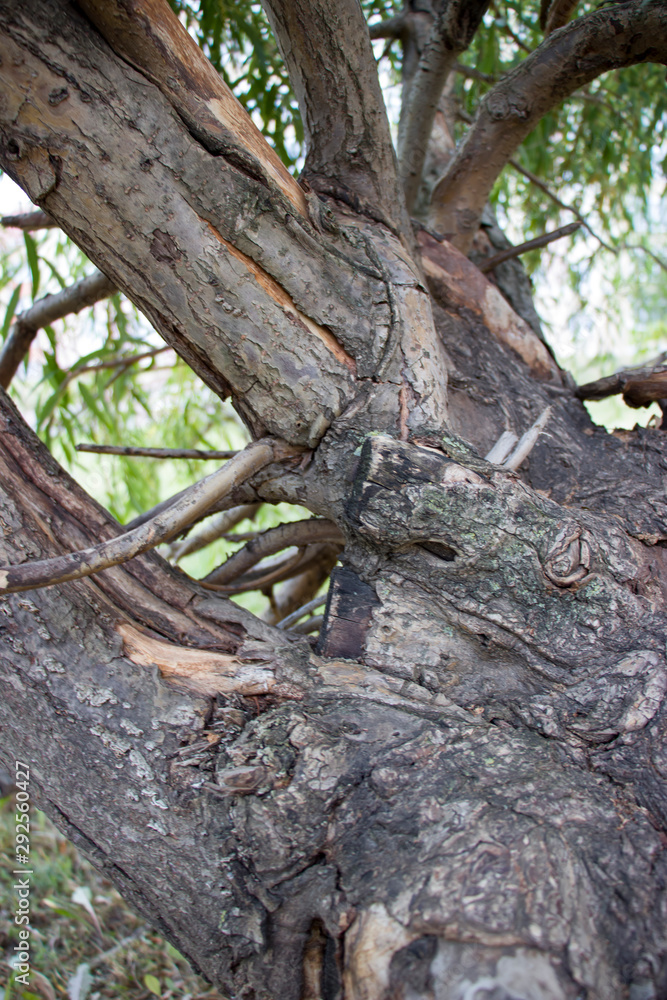 Background of old wood. Natural aging. Unusual in the ordinary. Background of old wood. Natural aging. Unusual in the ordinary.