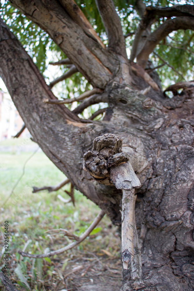 Background of old wood. Natural aging. Unusual in the ordinary. Background of old wood. Natural aging. Unusual in the ordinary.