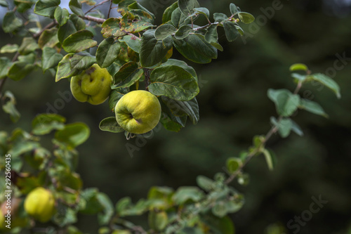 È uno dei più antichi alberi da frutto conosciuti: era coltivato già nel 2000 a.C. dai Babilonesi photo