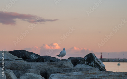 bird