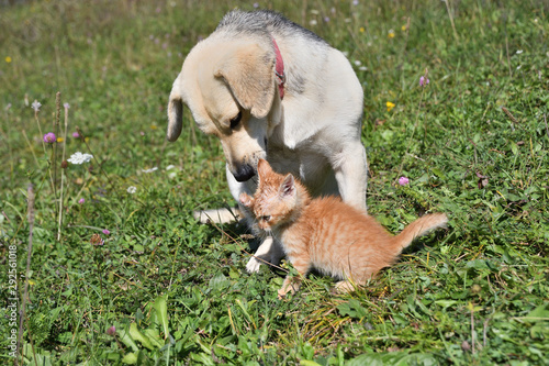 Dog cleans the hair of a small cat like a mother