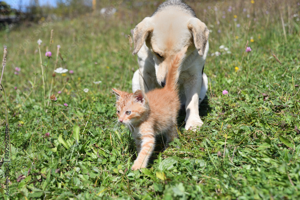 The dog and the little cat came together like a big love