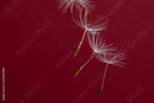 Dandelion seeds isolated on red background. Copy space for text