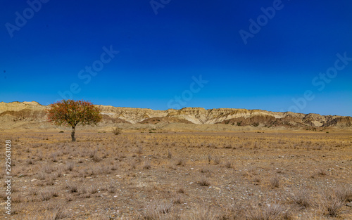 tree in semi-desert in vashlovani national park