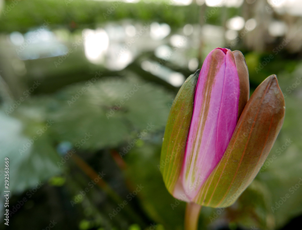 Fototapeta premium germoglio di fiore di loto nel suo fogliame