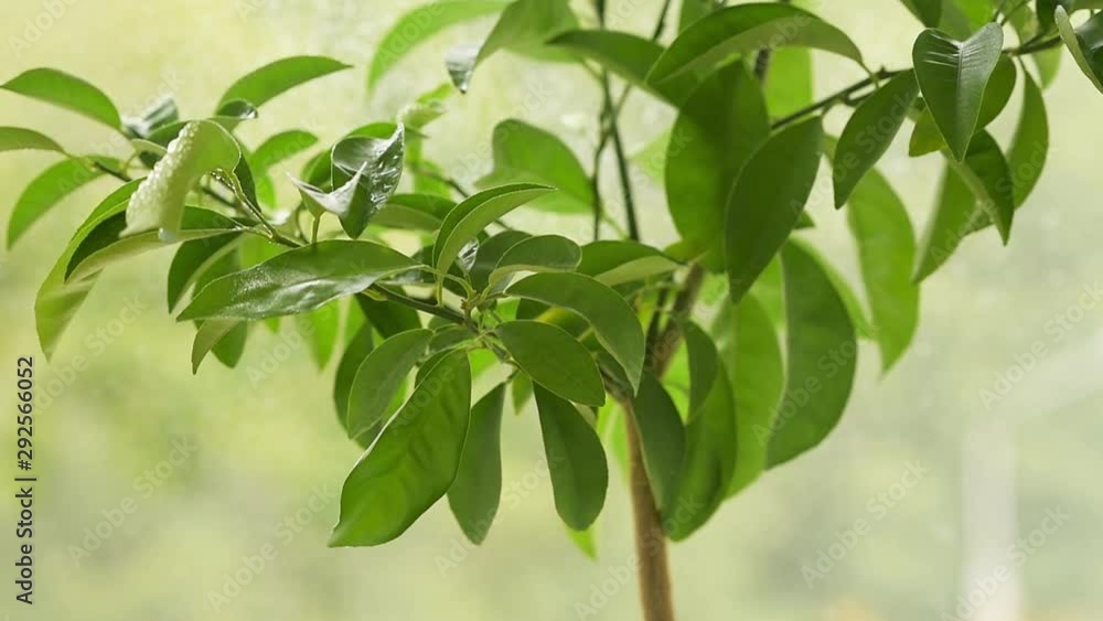 Hand spraying small mandarin tree with a water. Home plant care Hand spraying small mandarin tree with a water. Home plant care
