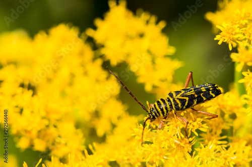 Locust Borer Beetle (Megacyllene robiniae) photo