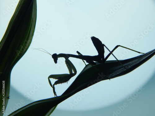 Mantis