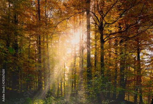 Fototapeta Naklejka Na Ścianę i Meble -  Herbstwald im Sonnenaufgang