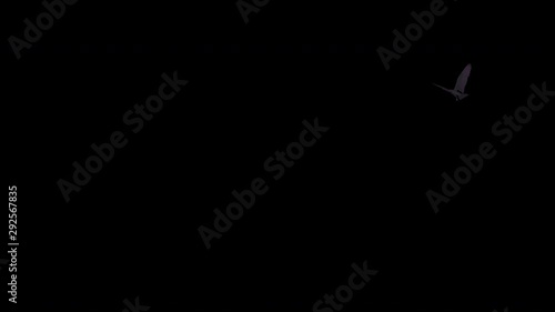 Black bird as raven, crow or rook flying around in loop with alpha channel. Realistic 3D animation isolated on transparent background.