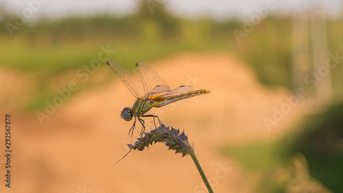 dragonfly