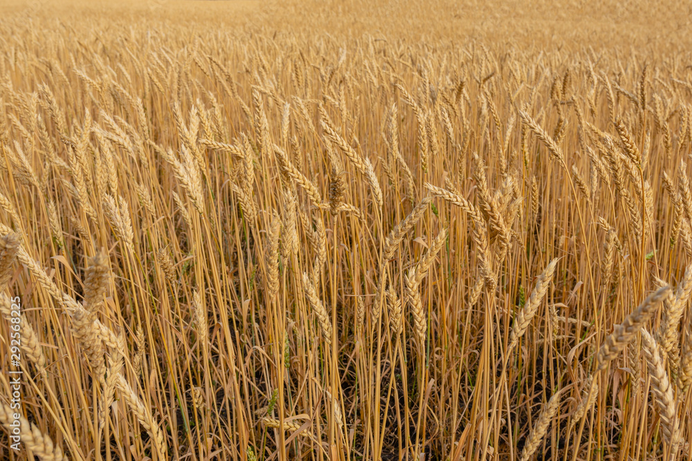 ears of wheat are ripe and ready for harvest ears of wheat are ripe and ready for harvest