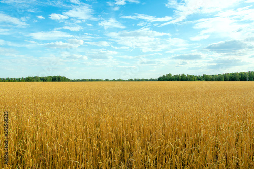 ears of wheat are ripe and ready for harvest