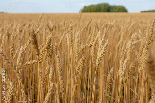 ears of wheat are ripe and ready for harvest