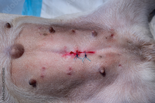 umbilical hernia in the dog. Two surgical sutures after surgery. The dog is lying on the operating table.