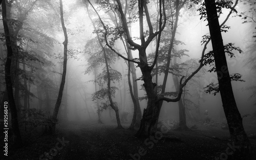 trees in foggy forest