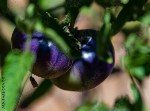 Heirloom  black beauty  tomatoes in the garden