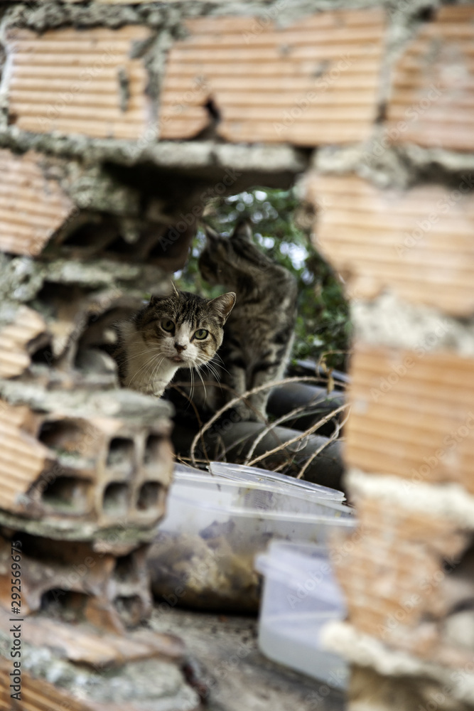 Cats living in the street