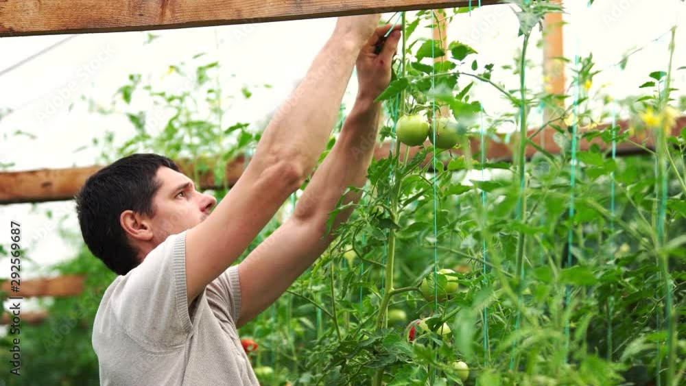 Young man working in the vegetable garden. Worker ties up the tomato plants in greenhouse. Organic farming concept. Young man working in the vegetable garden. Worker ties up the tomato plants in greenhouse. Organic farming concept.