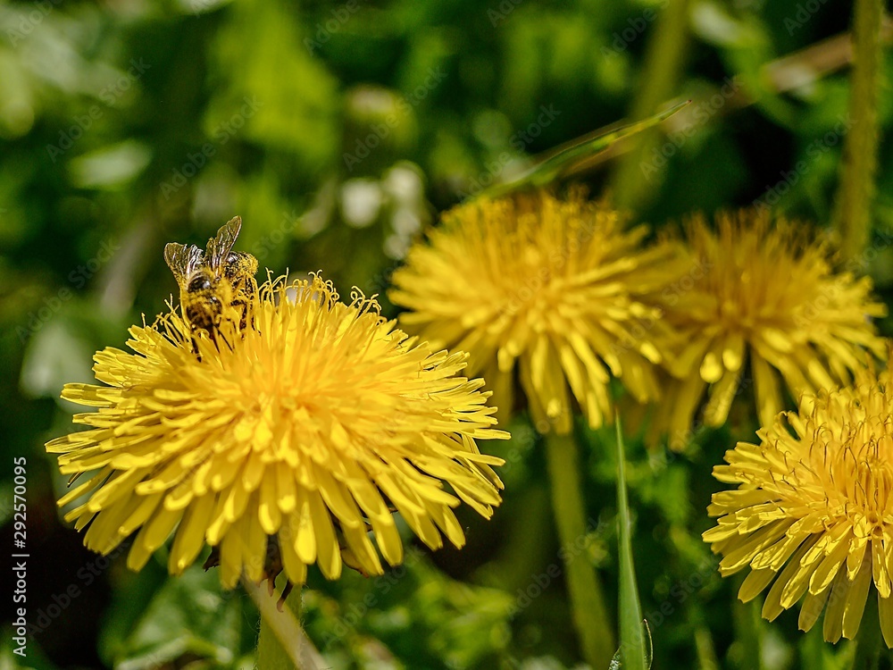 The wasp sucking pollen from the dandelion The wasp sucking pollen from the dandelion