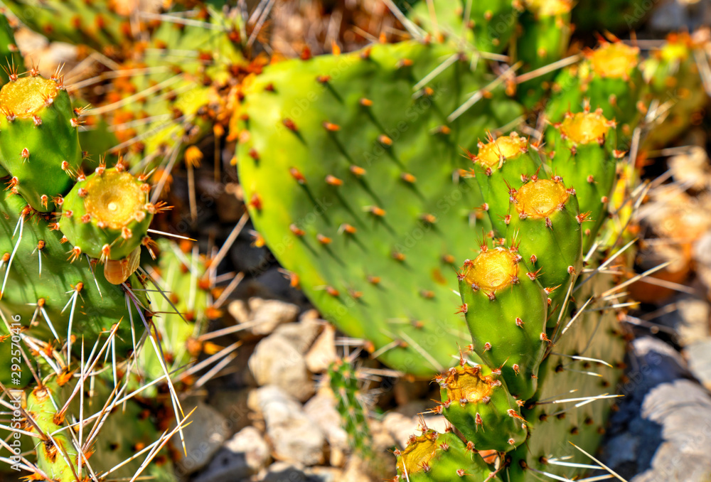Beautiful view with cactus plants close up