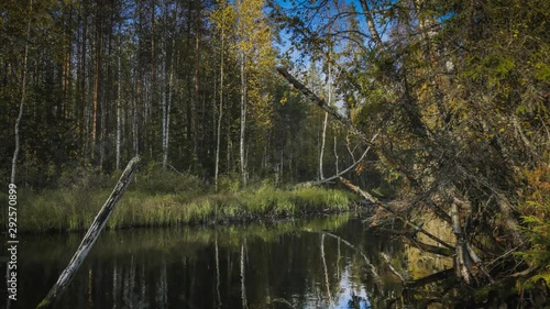 Timelapse. River in forest. Autumn.