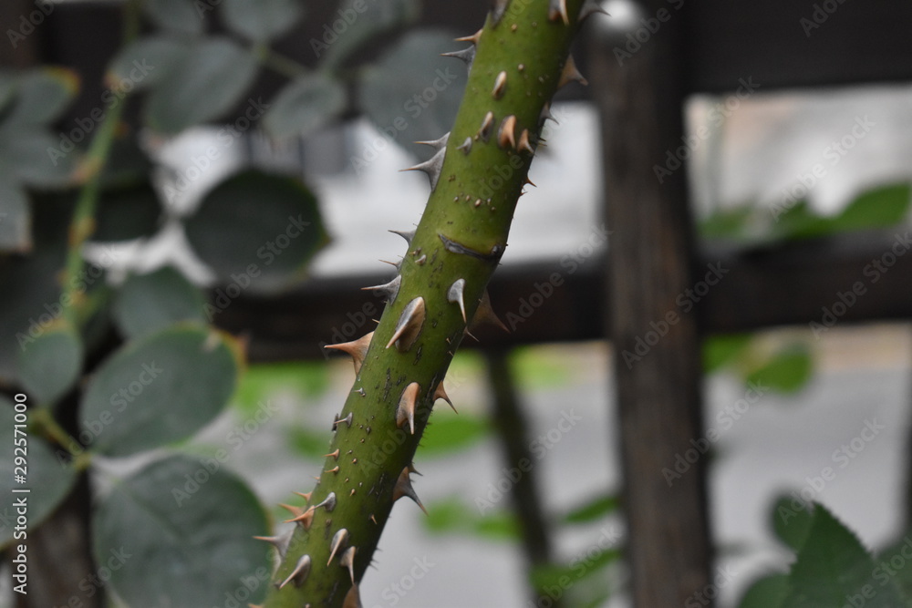 Rose thorns Rose thorns
