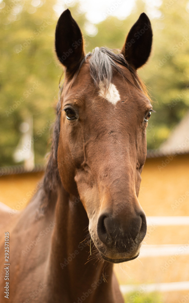 Obraz premium Pferdeportrait