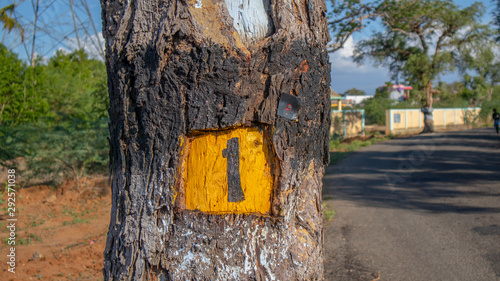 Highway Road Tamarind Tree with Number Tag (One) Carved and Painted on the Bark in Yellow and Black Color Tamilnadu South India Asia photo