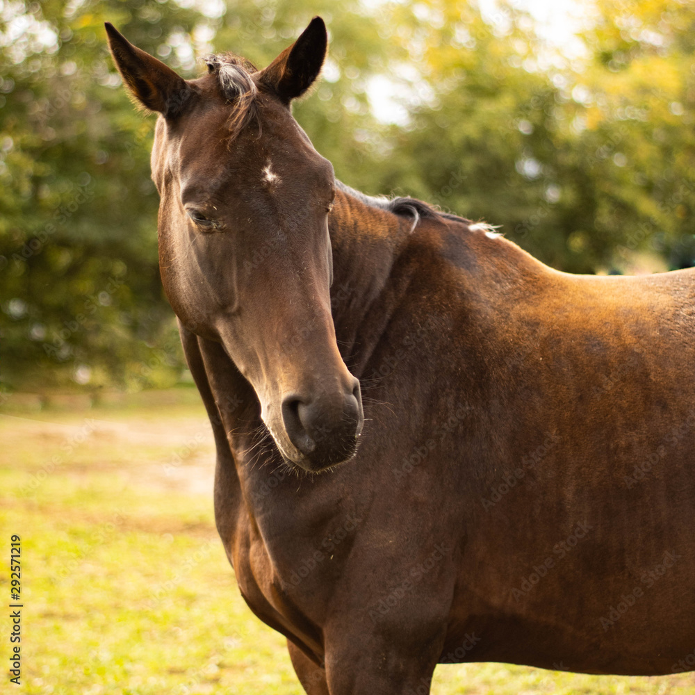 Fototapeta premium Pferd mit abgewandtem Kopf