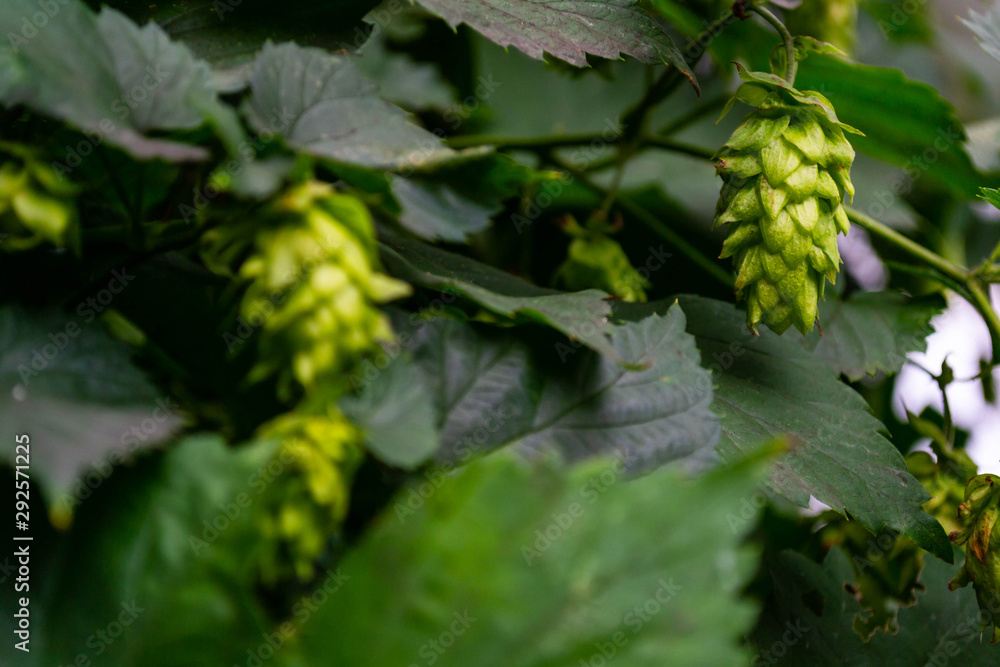 bright green chinook hop cones ready to harvest from the vine bright green chinook hop cones ready to harvest from the vine