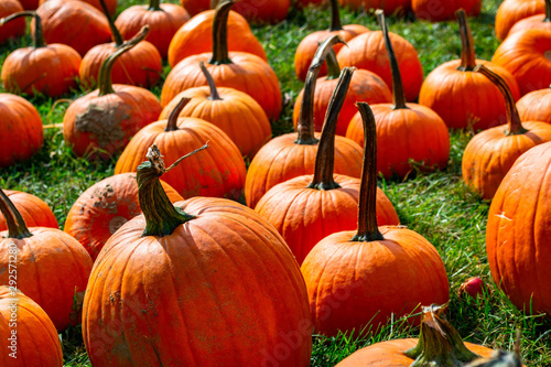 many bright orange pumpkins in a patch on green grass in early autumn