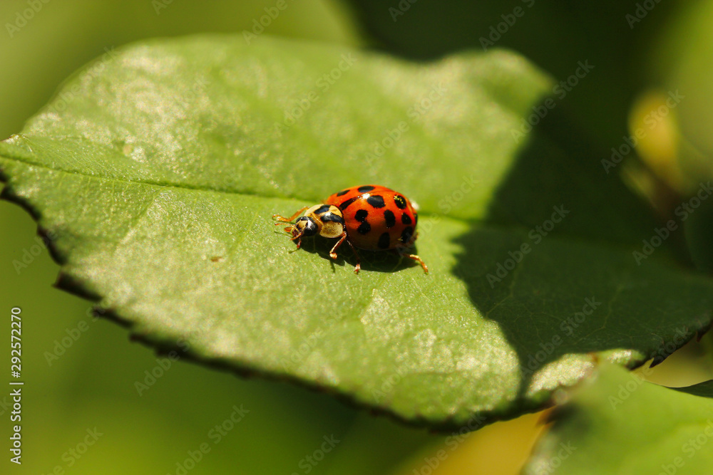 Marienkäfer sitzt im Sommer auf einem grünen Blatt Coccinellidae Marienkäfer sitzt im Sommer auf einem grünen Blatt Coccinellidae