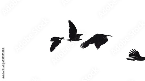 Flock of black birds like raven, crow or rook flying in loop. Realistic background or overlay 3D animation isolated on white background. photo