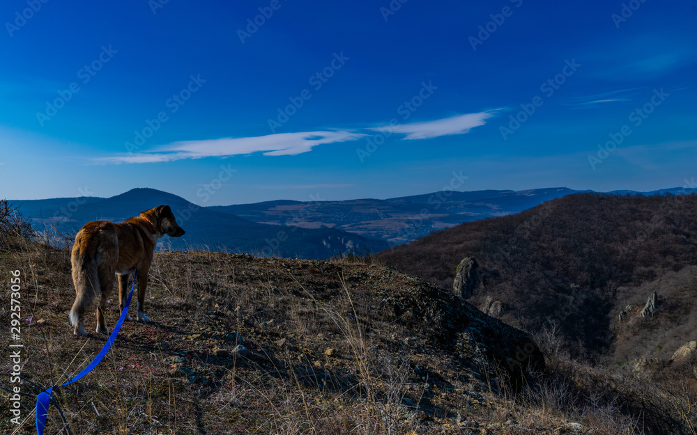 dog on a rock looking into the landscape dog on a rock looking into the landscape