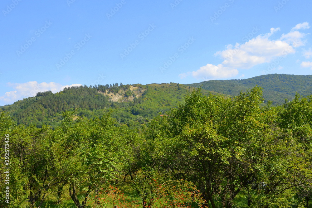 Forest Codlea. Typical landscape in Transylvania, Romania. Green landscape in the midsummer, in a sunny day