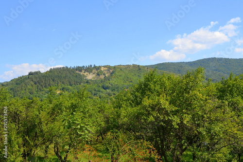 Forest Codlea. Typical landscape in Transylvania  Romania. Green landscape in the midsummer  in a sunny day